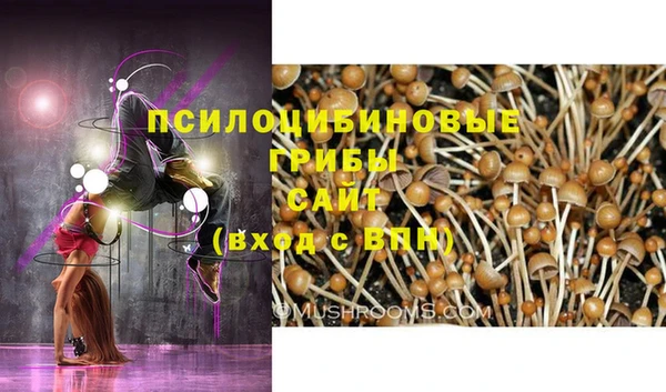 apvp Аркадак